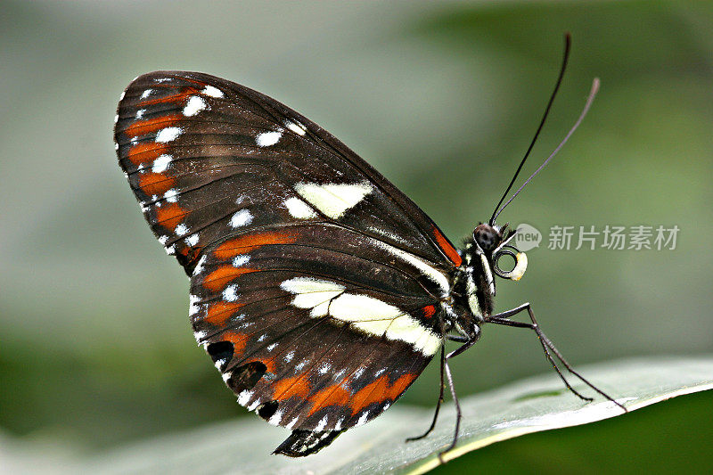 红色爆竹(Hamadryas amphinome)蝴蝶特写